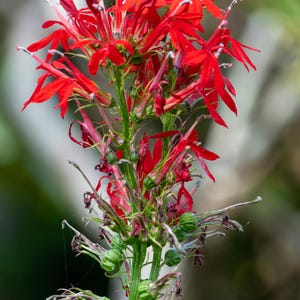 Fleur cardinale (Lobelia cardinalis L.)