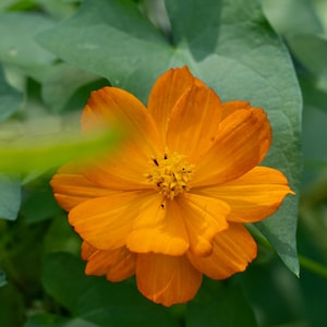 Orange Cosmos (Cosmos sulphureus Cav.)