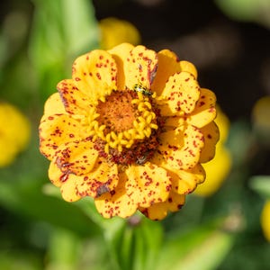 May include: Close-up of a vibrant yellow zinnia flower with red-brown spots on its petals. The flower's center is a mix of brown and yellow, surrounded by multiple layers of petals. Green foliage provides a soft background.