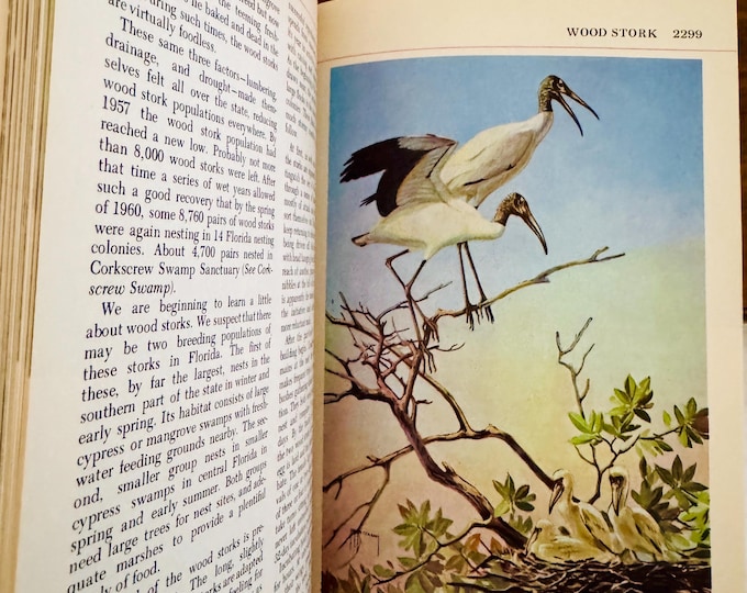 Audubon Nature Encyclopedia Replacement Volume 12 National Audubon Society 1965