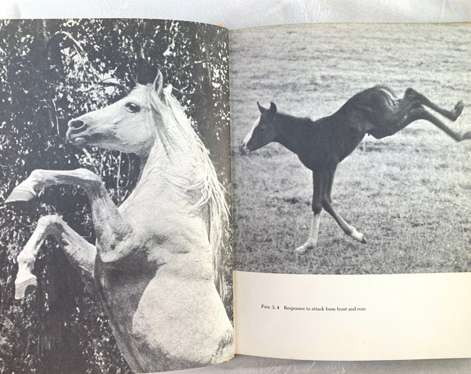Understanding & Training Horses Book /Hardcover 1964 by A James Ricci