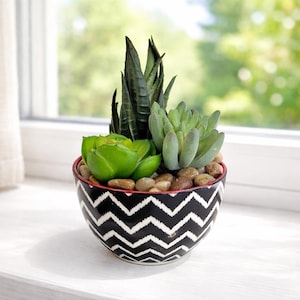 May include: A small, decorative succulent arrangement in a black and white chevron patterned bowl. The bowl is filled with various green succulents and small pebbles. The rim of the bowl has a red accent.