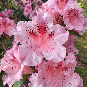 Azalea Blooms  (digital image)