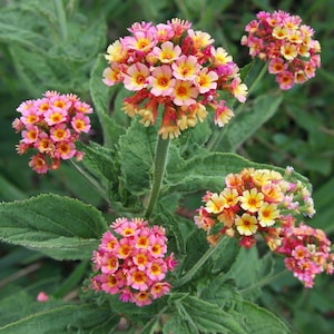 Lantana Blooms (digital image)