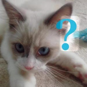 May include: A close-up of a Ragdoll cat with blue eyes and a pink nose. The cat has a white and light brown coat. A blue question mark graphic is superimposed on the image.