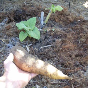 RARE Yacon Bolivian Sunroot