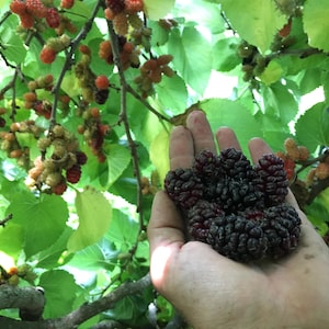 Persian Mulberry