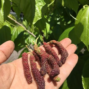 Pakistani Mulberry
