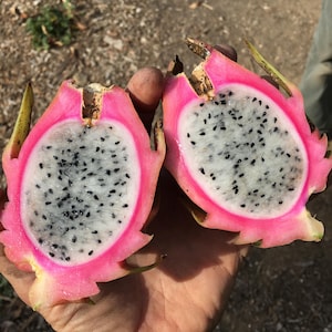 Dragon Fruit, Pitaya
