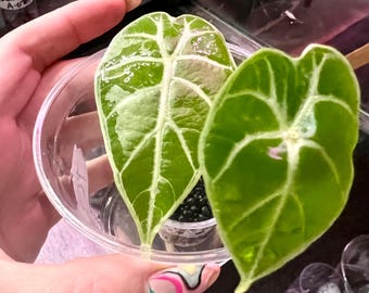 Alocasia Watsoniana - Tissue Cultures (Deflasked and Acclimating)