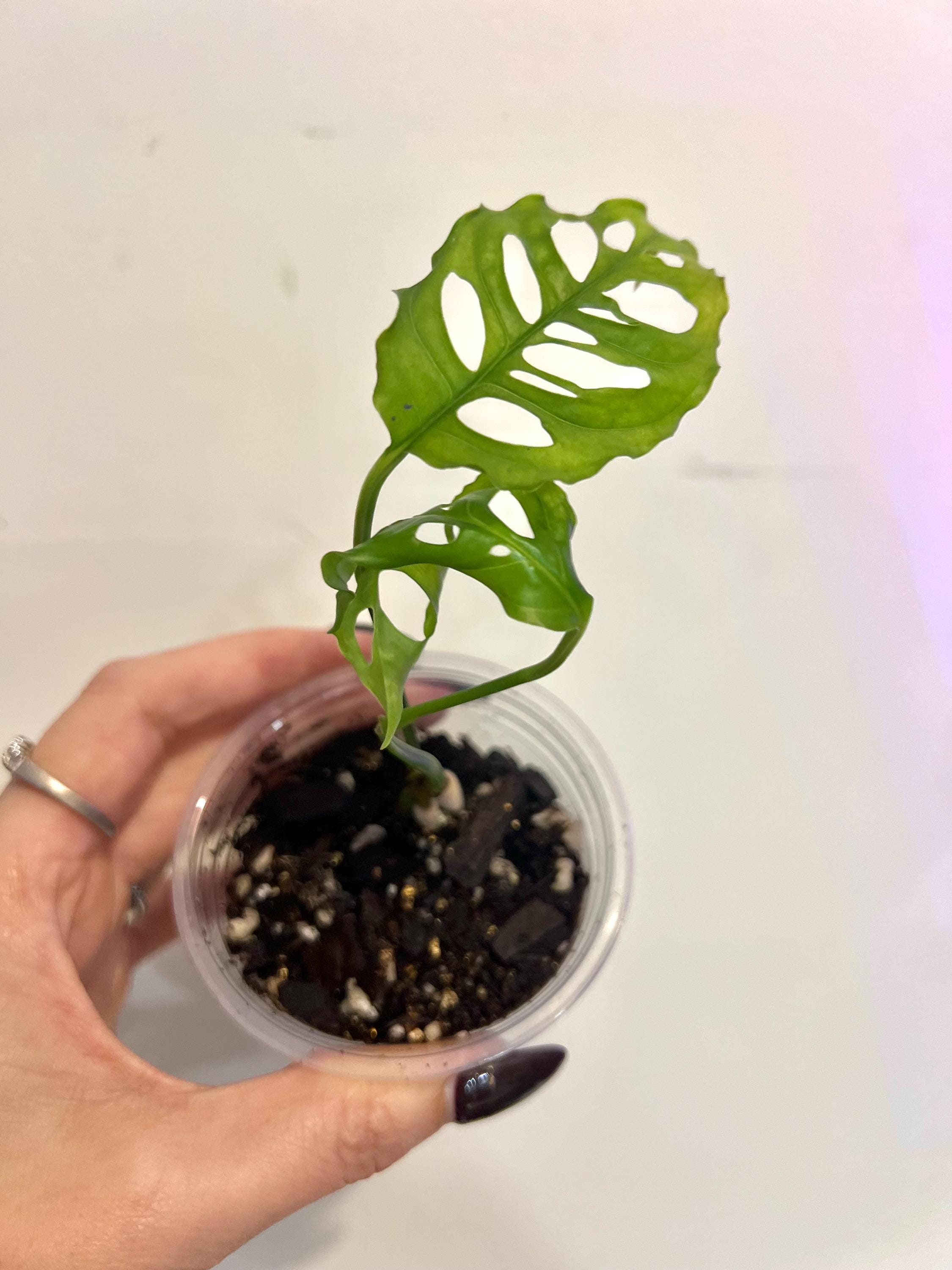 Monstera Obliqua - Etsy Canada