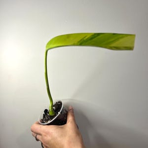 May include: A single variegated plant cutting with a long green stem and one elongated leaf featuring streaks of light yellow and lime green, planted in a small clear plastic cup filled with dark potting soil and white perlite particles.
