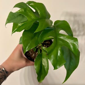 Rhaphidophora Tetrasperma 'Mini Monstera'