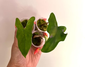 Alocasia Batwing - Corm Grown