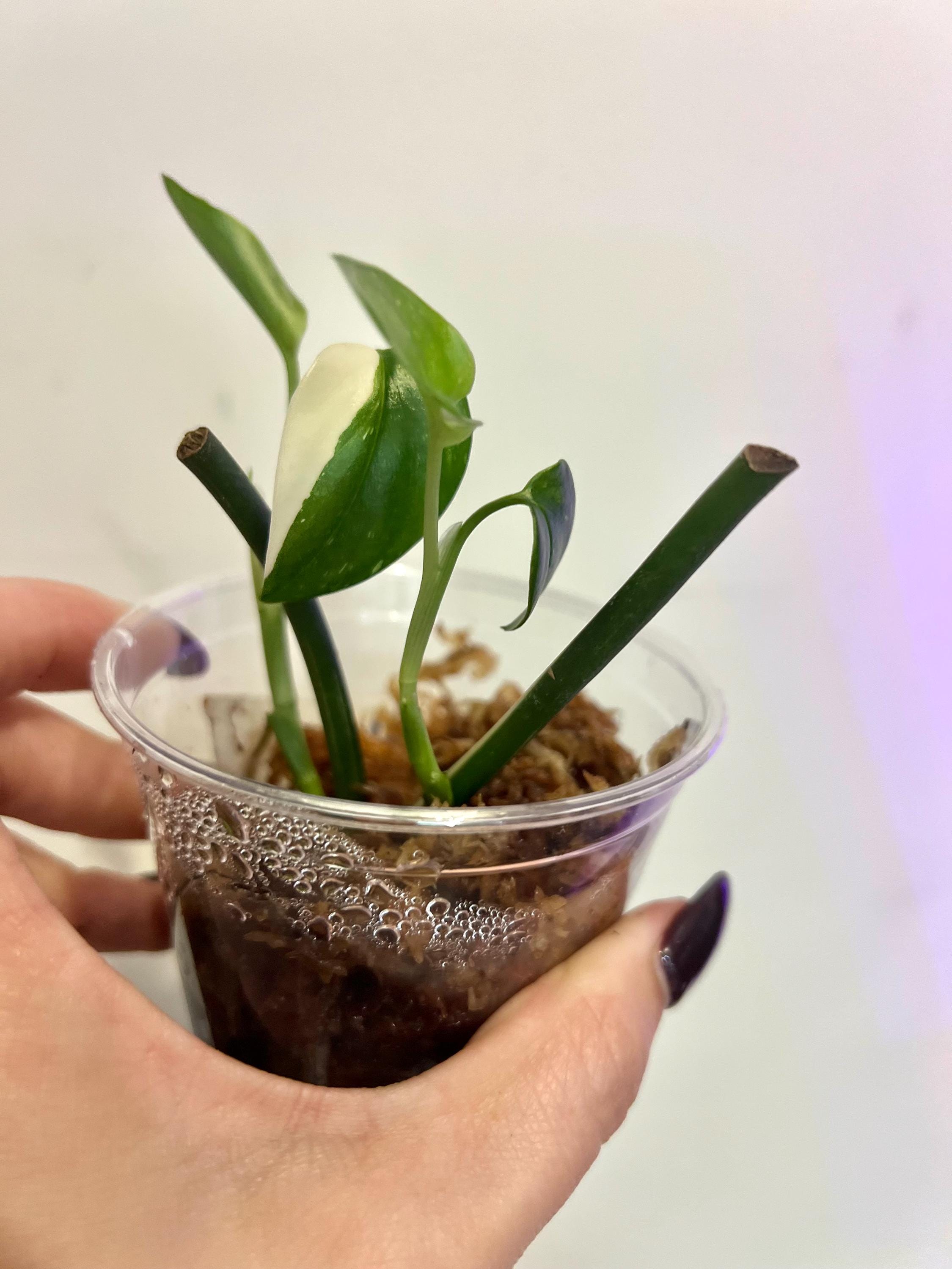 philodendron silver dust Philodendron hastatum Silver Sword - Live Plant main image 1