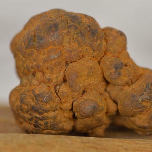 Fantastisk sköldpadda koprolit fossil bajsprov chakra meditation rå kristall (MIN179)