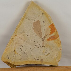 Puede incluir: Fósil triangular incrustado en una piedra beige claro. El fósil presenta una detallada impresión de hoja con tonos marrones y anaranjados. La piedra tiene una textura rugosa y está sobre un fondo blanco.