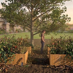 May include: A serene garden scene featuring two wooden raised garden beds filled with plants. A person stands between the beds under a large tree. A stone house is in the background, with a garden path and flowers.