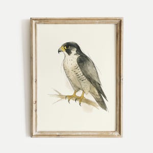 Peregrine Falcon Watercolor Poster Print, Bird Lovers Wall Art, Ink & Wash Nature Decor, Spring Floral Gift for Home, Office, Print Only