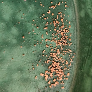 May include: A close-up of a green surface with scattered gold flecks. The flecks are clustered together in some areas, creating a textured look.