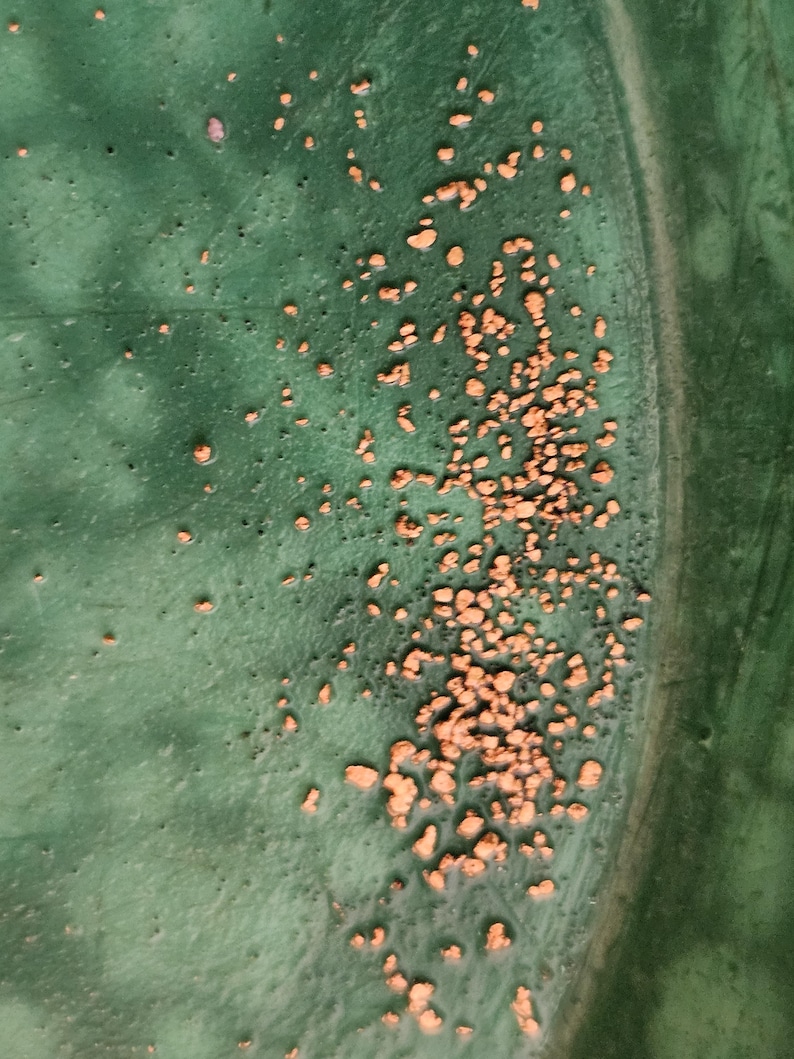 May include: A close-up of a green surface with scattered gold flecks. The flecks are clustered together in some areas, creating a textured look.