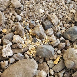 May include: Close-up of a pile of small, gray rocks with a small amount of gold flakes scattered throughout.