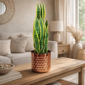 Puede incluir: Una planta de serpiente alta con hojas en forma de espada de color verde y amarillo variegado, plantada en una maceta cilíndrica de color cobre con un patrón de panal texturizado en la superficie exterior. La planta se mantiene erguida.
