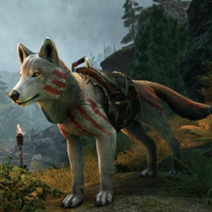 May include: A white wolf with red markings is wearing a brown leather saddle and harness. The wolf is standing in a forest setting.