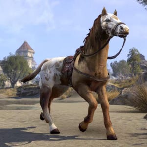 May include: A brown and white spotted horse with a brown leather saddle and bridle. The horse is walking on a dirt path.