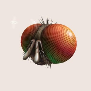 Könnte beinhalten: Nahaufnahme des Gesichts einer Fliege mit großen, zusammengesetzten Augen in Rot, Orange und Grün. Das Gesicht der Fliege ist mit winzigen Haaren bedeckt.