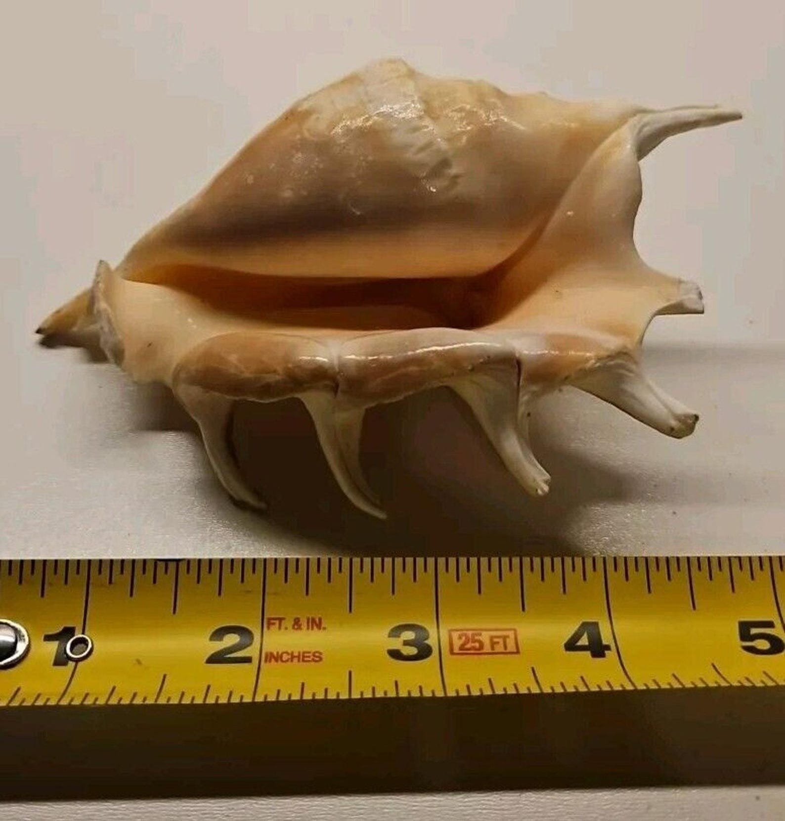 Medium Spider Conch Shell Seashell 5.25” Lambis Scorpius Outstanding - Etsy