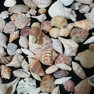May include: A collection of various seashells in shades of white, beige, brown, and pink. The shells vary in size and shape, including spiral, fan, and conch forms. Some shells have intricate patterns and textures.