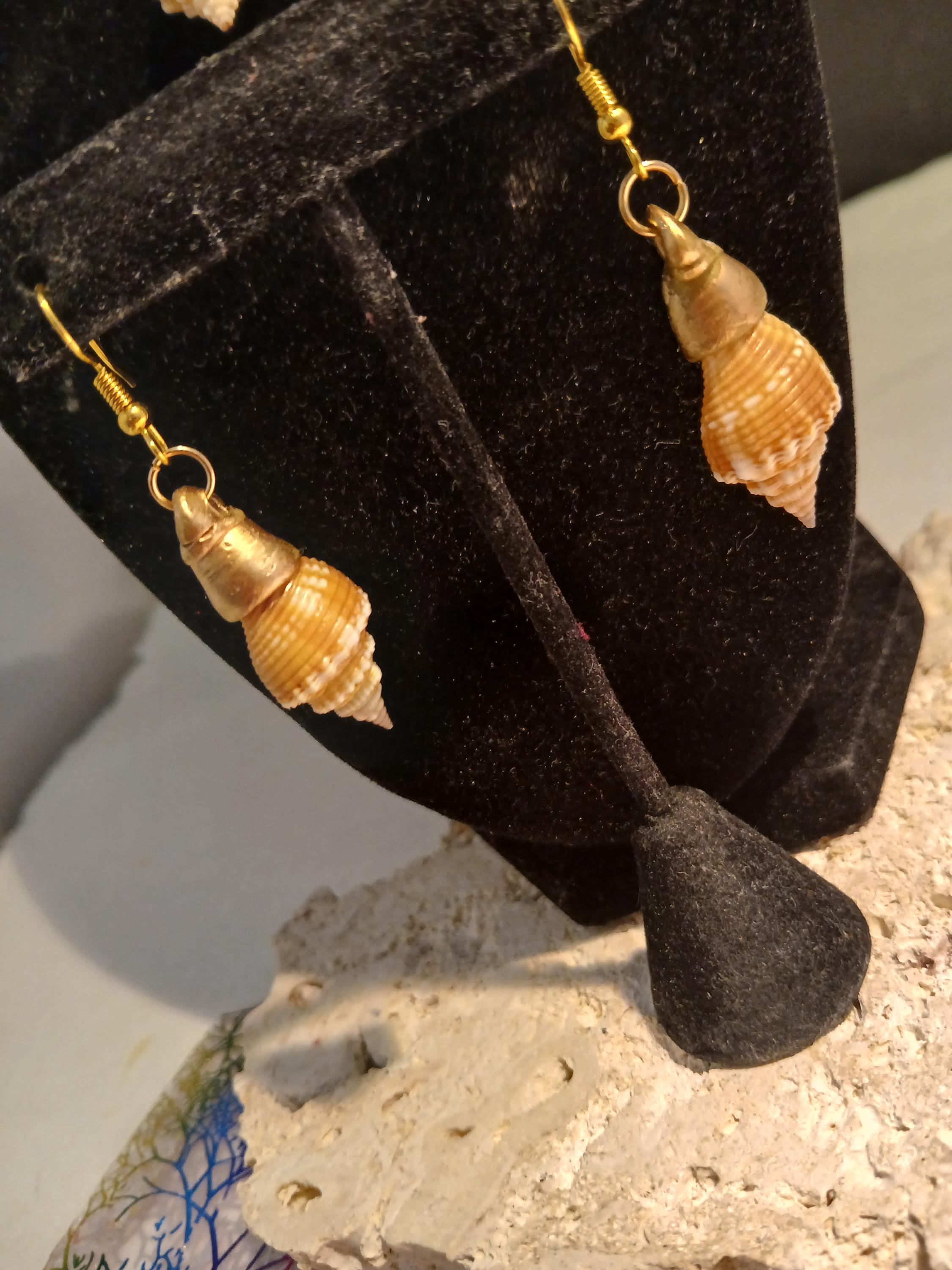 Real Shell Earing Real Florida Shell Earrings Gold Trim, Lightweight Mermaid Jewelry - Etsy