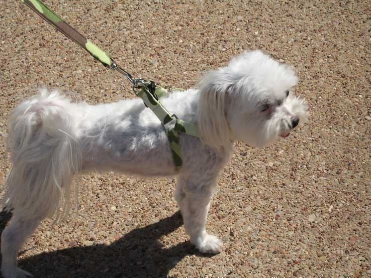 StepIn Dog Harness Tutorial Instructional EBook How to with Etsy