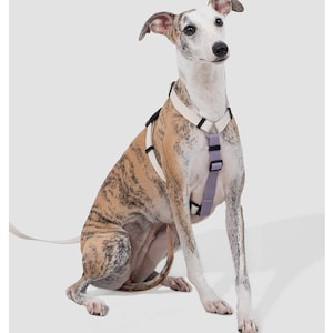 Adjustable Dog Harness with Leash: Waterproof Nylon, Neck Protection