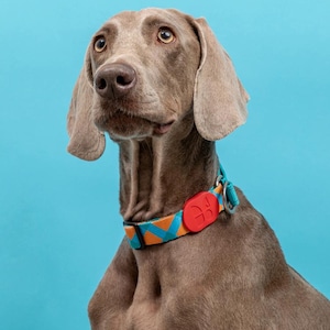 Pode incluir: Um cão Weimaraner cinza usando uma coleira azul e laranja com uma etiqueta vermelha que diz "HIDREAM®". O cão está olhando para cima e para a direita. O fundo é azul claro sólido.