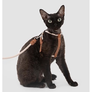 May include: A black cat wearing a brown and cream-colored harness and leash. The cat is sitting and looking forward. The harness has brown leather accents and a cream-colored strap. The leash is cream-colored.
