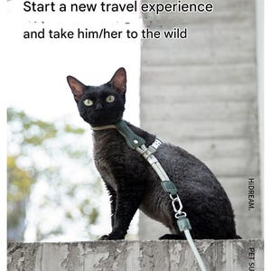 Adjustable Leather Cat Harness and Leash Set: Escape-Proof Design