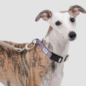Training Dog Harness, Slip lead for dog training stop pulling obedience, Adjustable stoppers Slip Collar Dog, dog Training Anti pulling cord