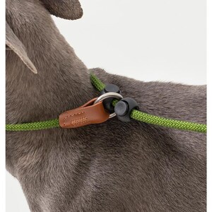 Puede incluir: Un perro gris con una correa de perro de cuerda verde con una correa de cuero marrón y herrajes metálicos.
