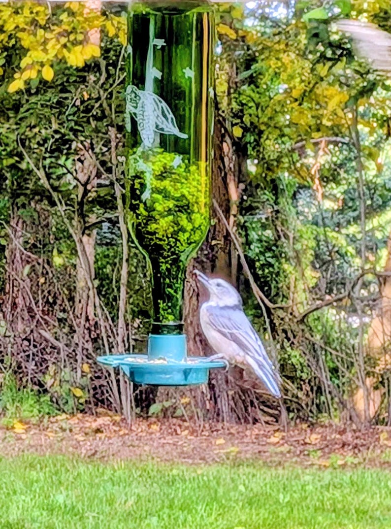 May include: A green glass bottle bird feeder with an etched sea turtle design. The feeder features a teal plastic base with a circular feeding tray. A white-breasted nuthatch bird is perched on the edge of the tray, facing upward toward the bottle.