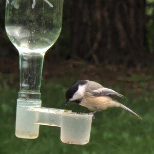 May include: A clear glass bird feeder with an etched forest design containing liquid, featuring a small black-capped chickadee perched on the translucent plastic feeding tray, drinking from the basin while facing toward the left side.
