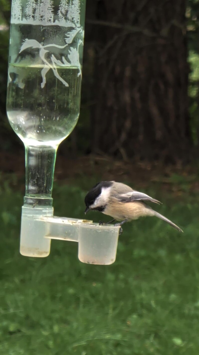 May include: A clear glass bird feeder with an etched forest design containing liquid, featuring a small black-capped chickadee perched on the translucent plastic feeding tray, drinking from the basin while facing toward the left side.