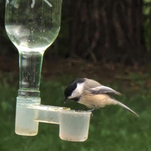 Op de afbeelding: Een doorzichtige glazen vogelvoeder met een gegraveerd bosontwerp gevuld met vloeistof, met een kleine zwartkopmees die op de doorschijnende plastic voerbak zit en uit het bakje drinkt terwijl deze naar de linkerkant is gericht.