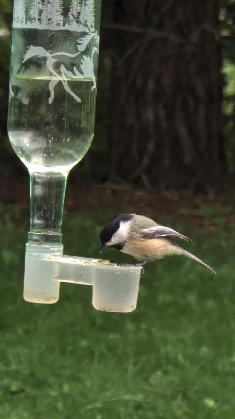 Op de afbeelding: Een doorzichtige glazen vogelvoeder met een gegraveerd bosontwerp gevuld met vloeistof, met een kleine zwartkopmees die op de doorschijnende plastic voerbak zit en uit het bakje drinkt terwijl deze naar de linkerkant is gericht.