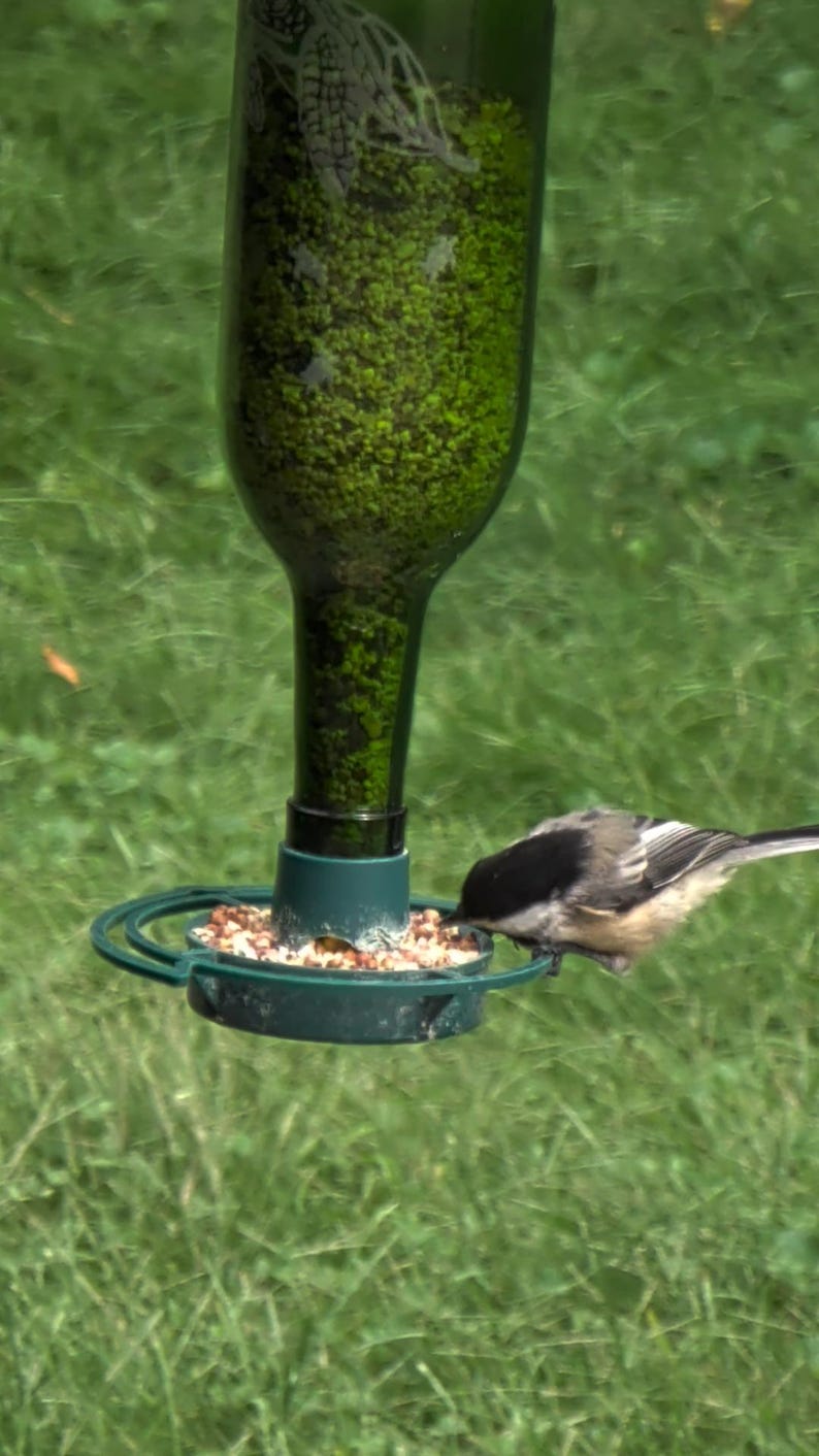 Op de afbeelding: Een vogelvoederbak van een groene glazen fles met een donkergroene kunststof basis en een ronde schaal gevuld met gemengde zaden. Een kleine zwart-wit-grijze mees zit op de rand van de schaal en eet zaden uit de voederopening van de bak.