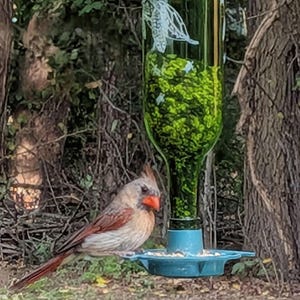 May include: A female northern cardinal with brownish-gray feathers and a bright orange beak perched on a blue plastic bird feeder. The feeder features a green glass bottle body etched with a white sea turtle design and filled with green seeds.