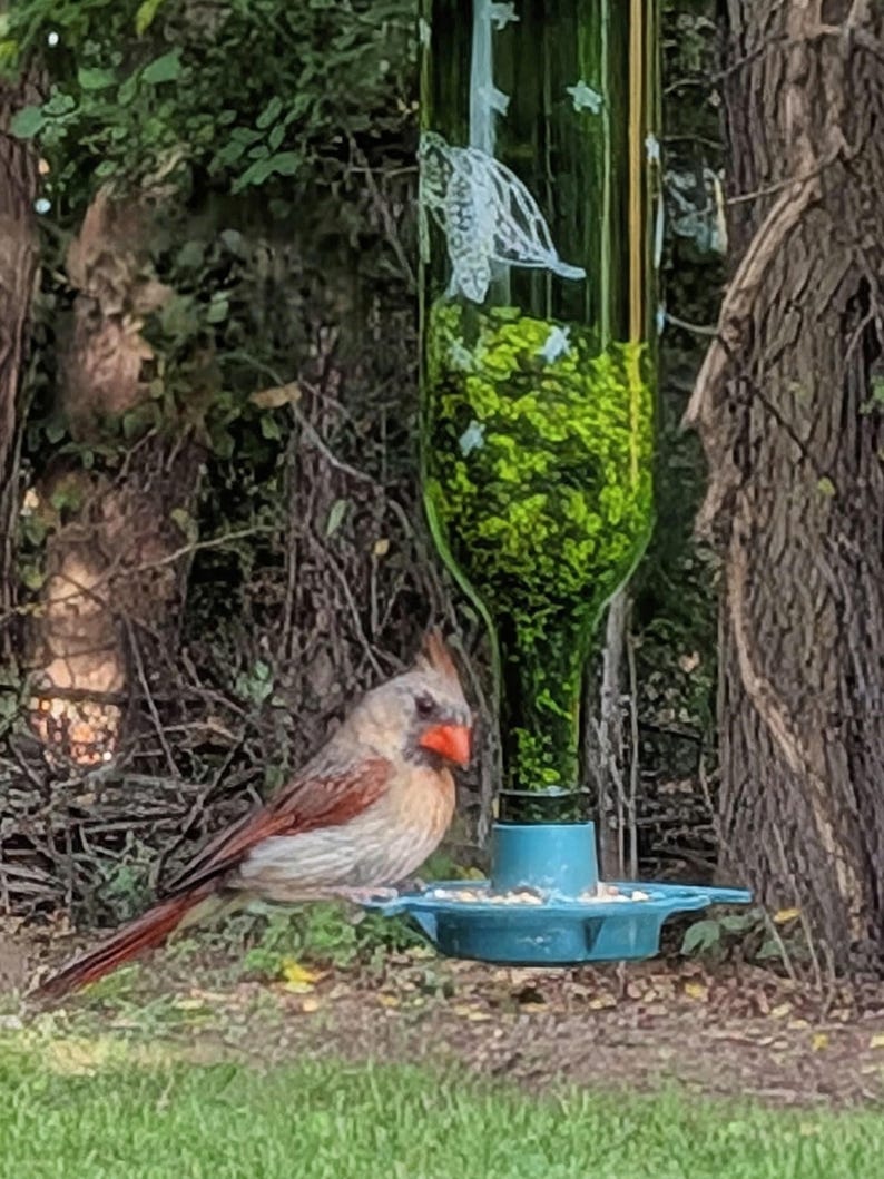May include: A female northern cardinal with brownish-gray feathers and a bright orange beak perched on a blue plastic bird feeder. The feeder features a green glass bottle body etched with a white sea turtle design and filled with green seeds.
