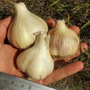 Large to Giant Clove Garlic - Organically Grown Hardneck Seed or Culinary Garlic