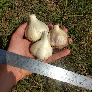 Organically Grown Hardneck Seed Garlic